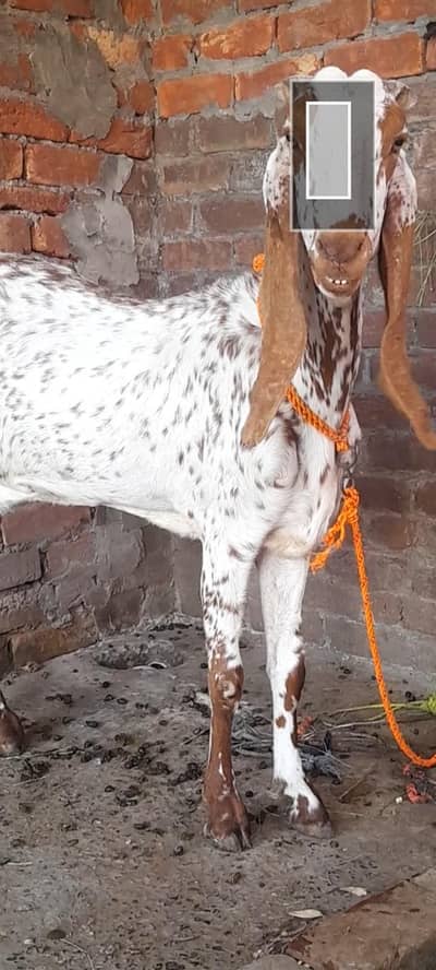 dasi makhi cheeni bakri 03098289032