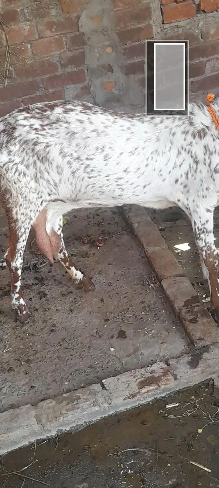 dasi makhi cheeni bakri 03098289032 — photo 2