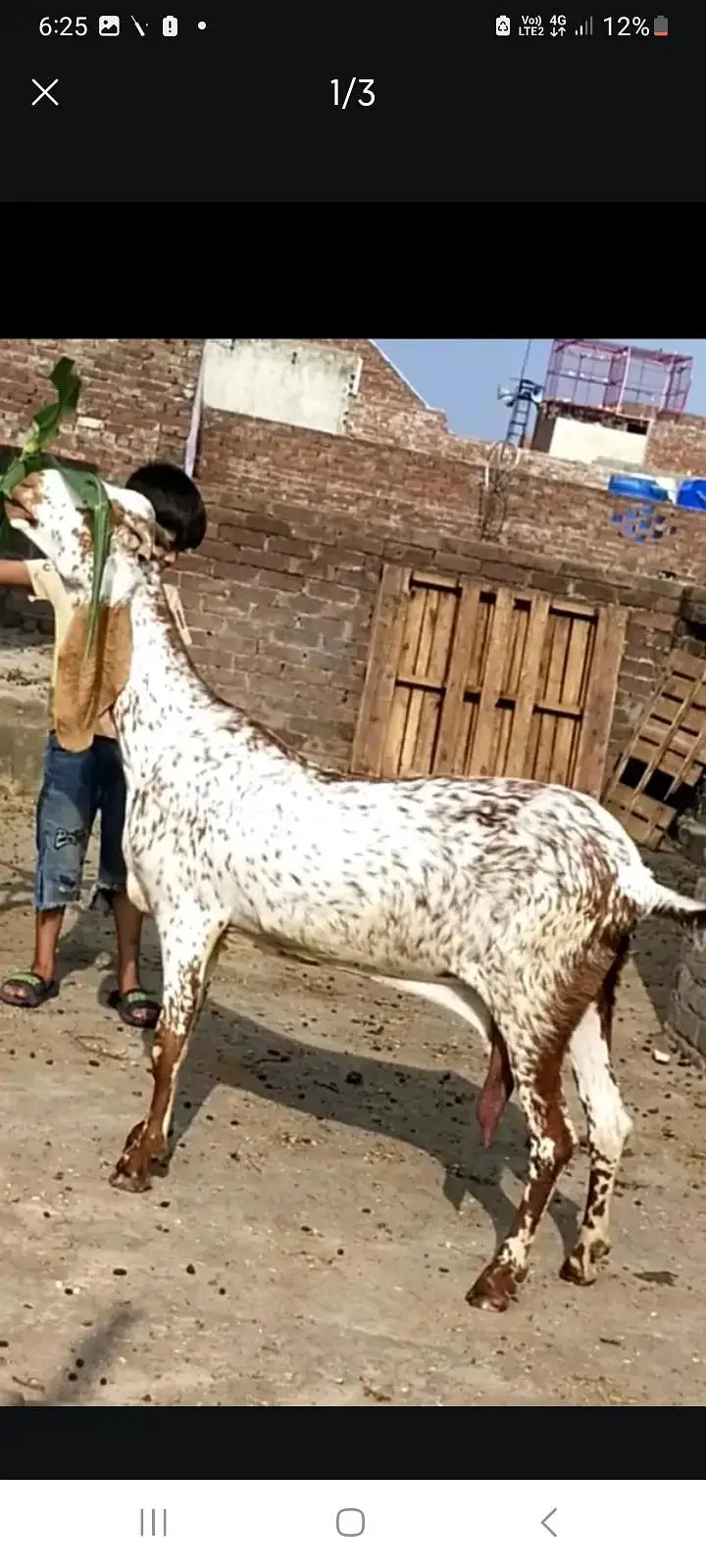 dasi makhi cheeni bakri 03098289032 — photo 3