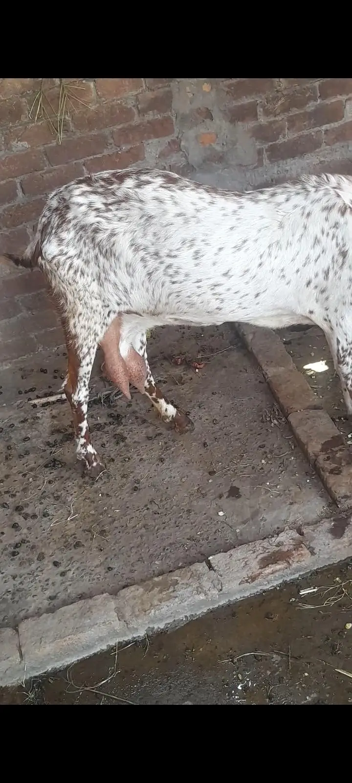 dasi makhi cheeni bakri 03098289032 — photo 4