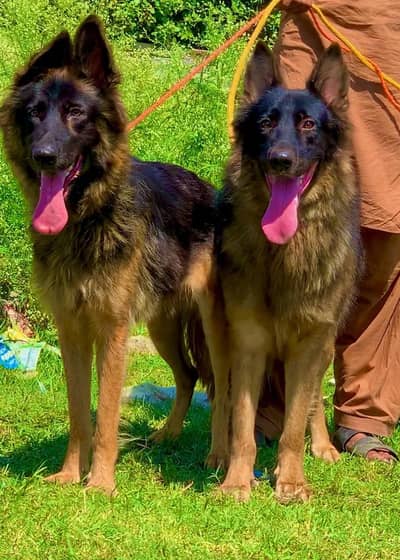 German Shepherd long coat fair available for sale