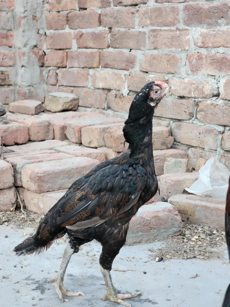 2 hens and 1 cook — photo 2