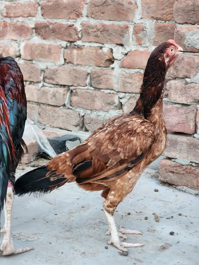 2 hens and 1 cook — photo 3