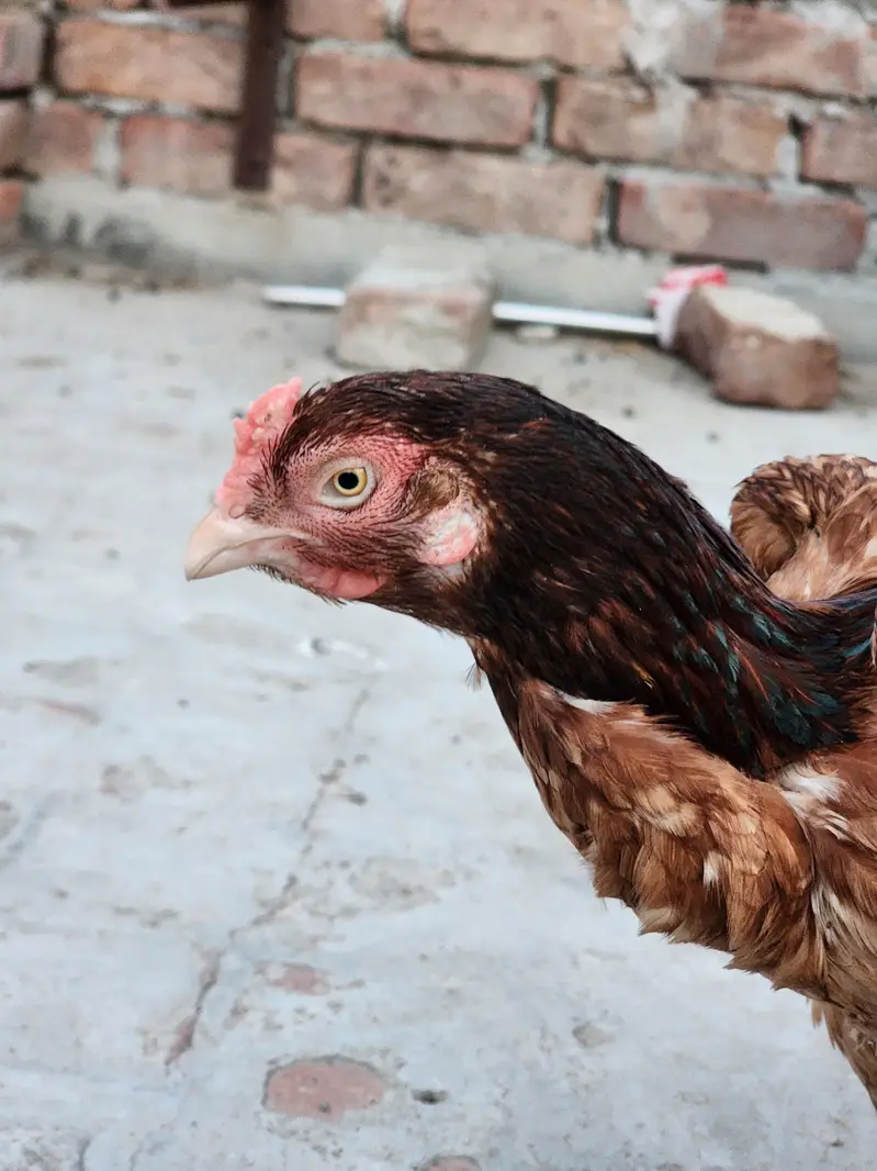 2 hens and 1 cook — photo 4