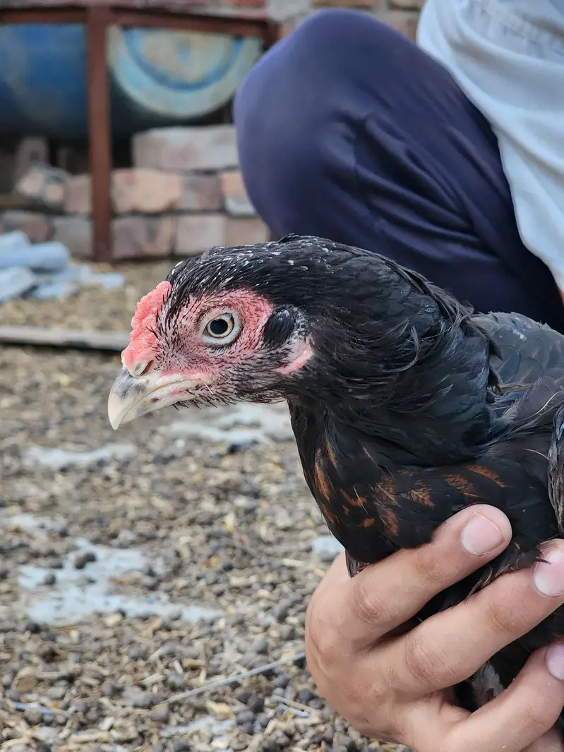 2 hens and 1 cook — photo 5