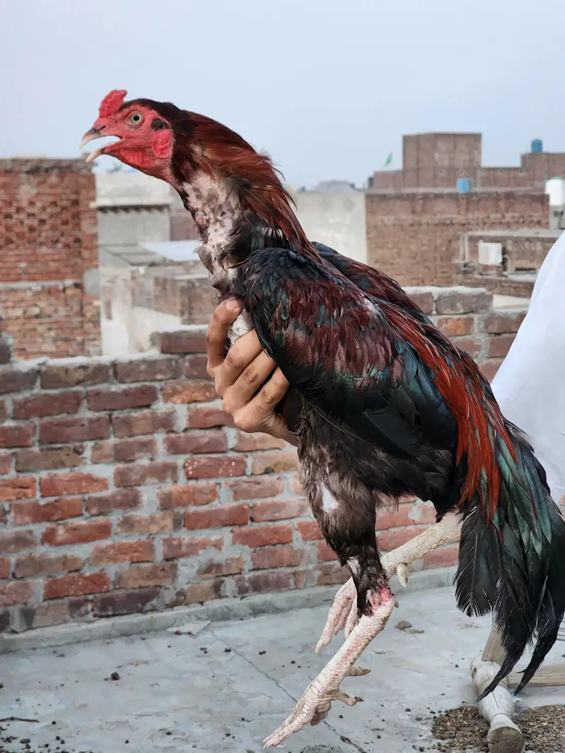 2 hens and 1 cook — photo 6