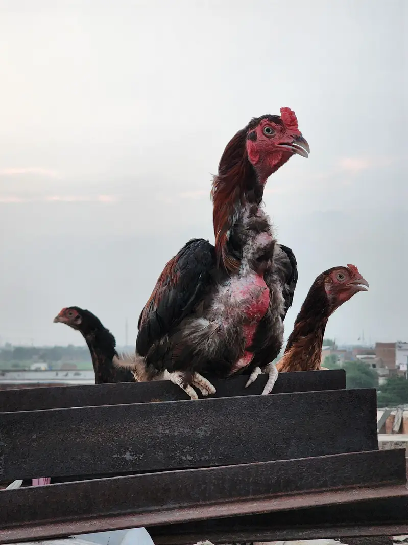 2 hens and 1 cook — photo 7
