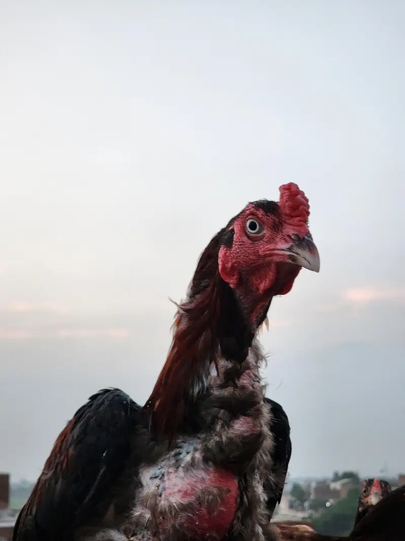 2 hens and 1 cook — photo 8