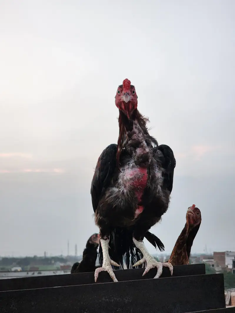2 hens and 1 cook — photo 9