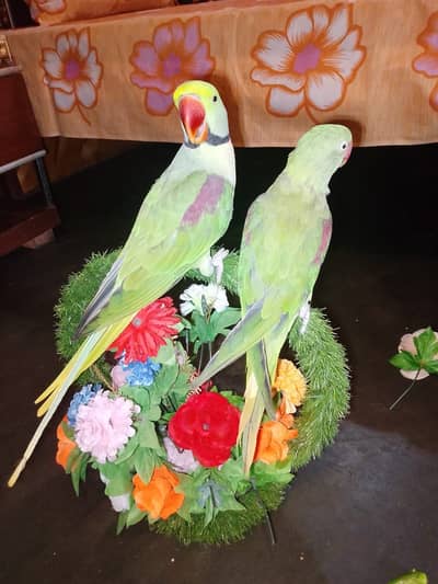Sale parrots