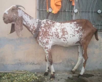 Makhi cheeni Home breed