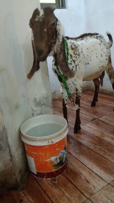 Do bakriya ha duno suna wali ha 15/20 din tak jiss na lani ho rabta