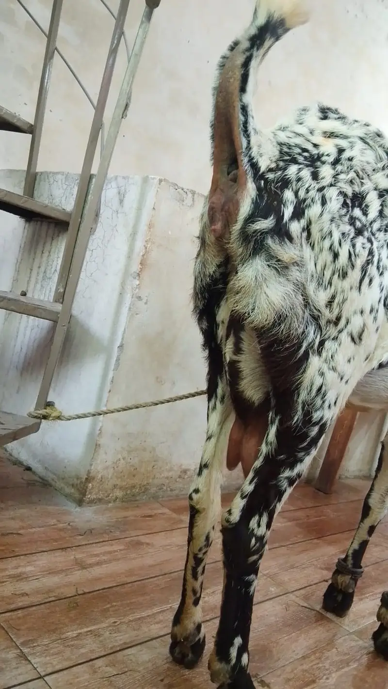 Do bakriya ha duno suna wali ha 15/20 din tak jiss na lani ho rabta — photo 2