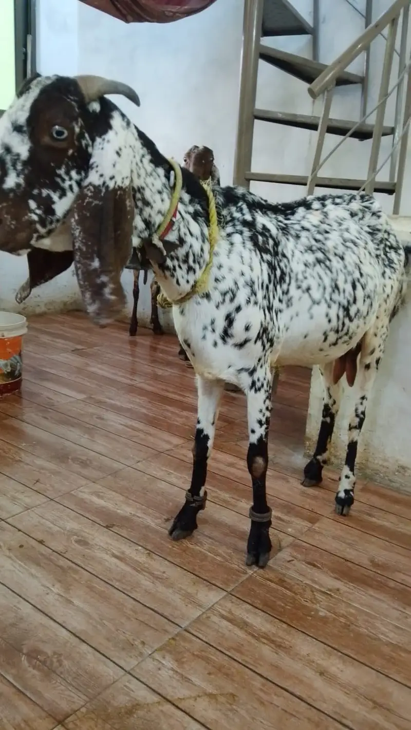 Do bakriya ha duno suna wali ha 15/20 din tak jiss na lani ho rabta — photo 3