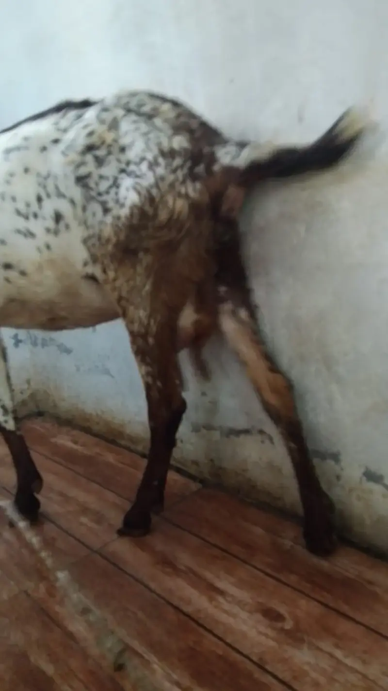 Do bakriya ha duno suna wali ha 15/20 din tak jiss na lani ho rabta — photo 4