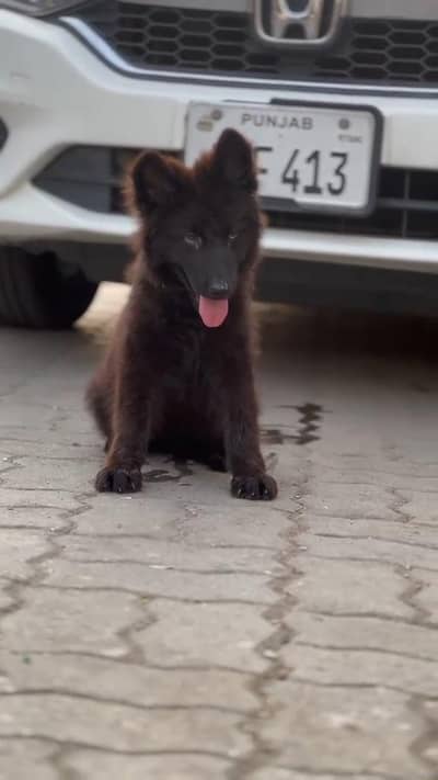 TOP QUALITY PUP