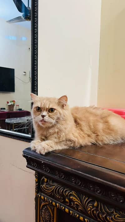 triple coat cat
