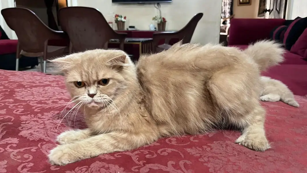triple coat cat — photo 2