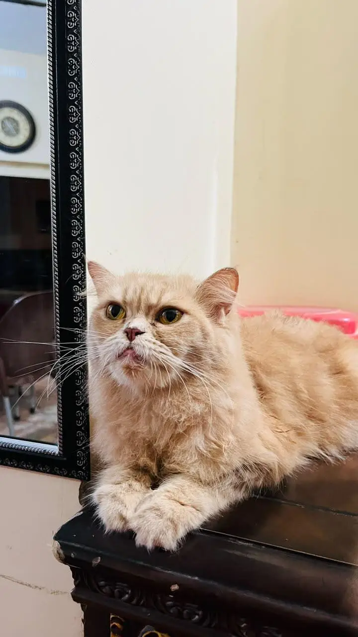 triple coat cat — photo 3