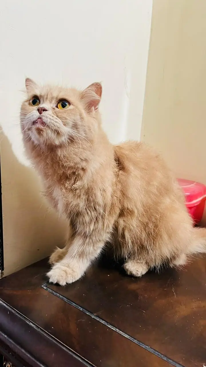 triple coat cat — photo 4
