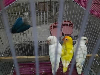 2 pair love bird for sale