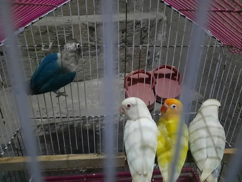 2 pair love bird for sale — photo 2