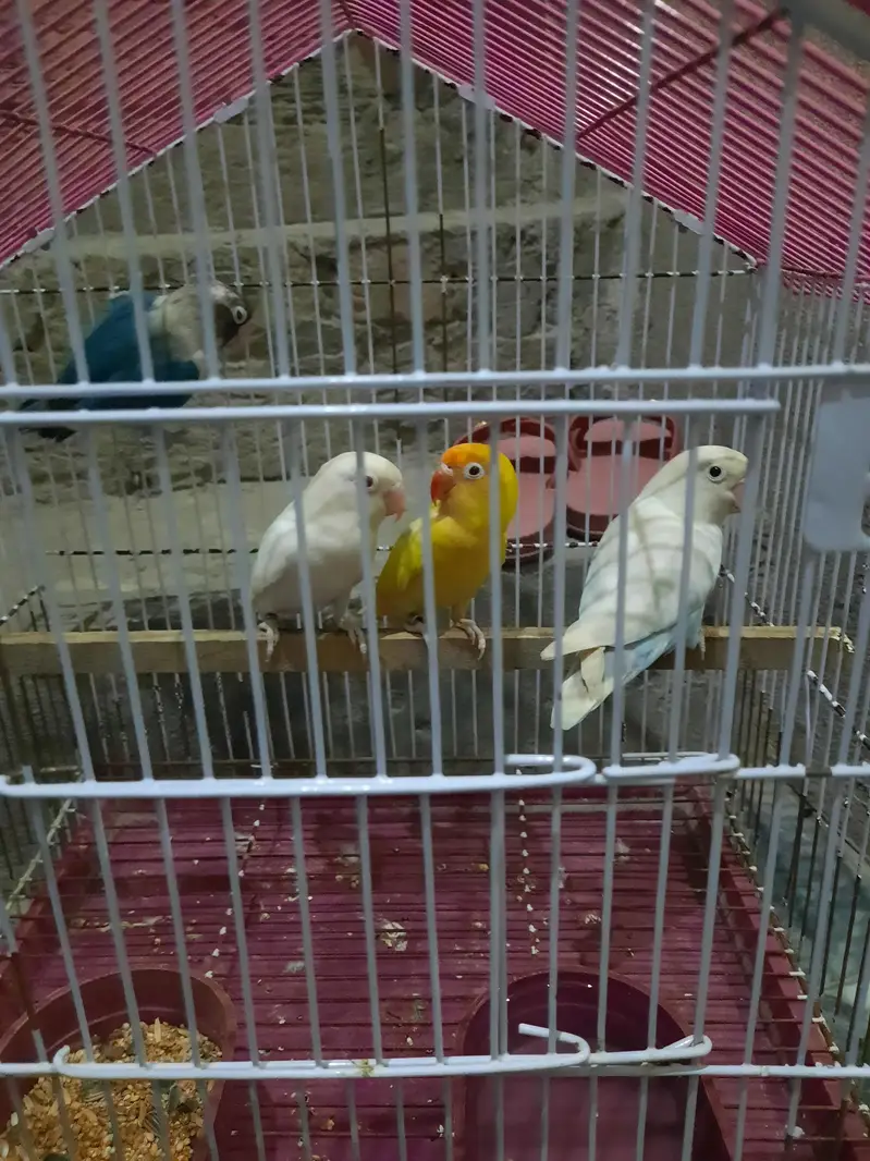 2 pair love bird for sale — photo 3