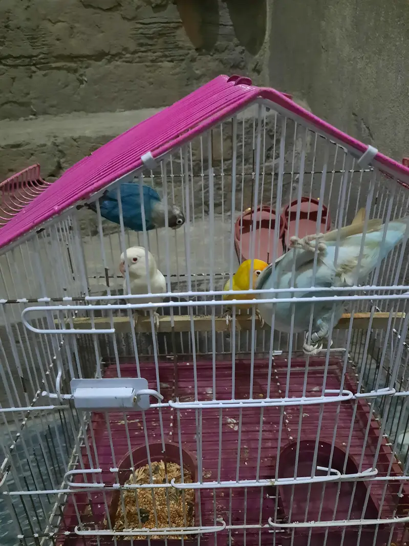 2 pair love bird for sale — photo 4
