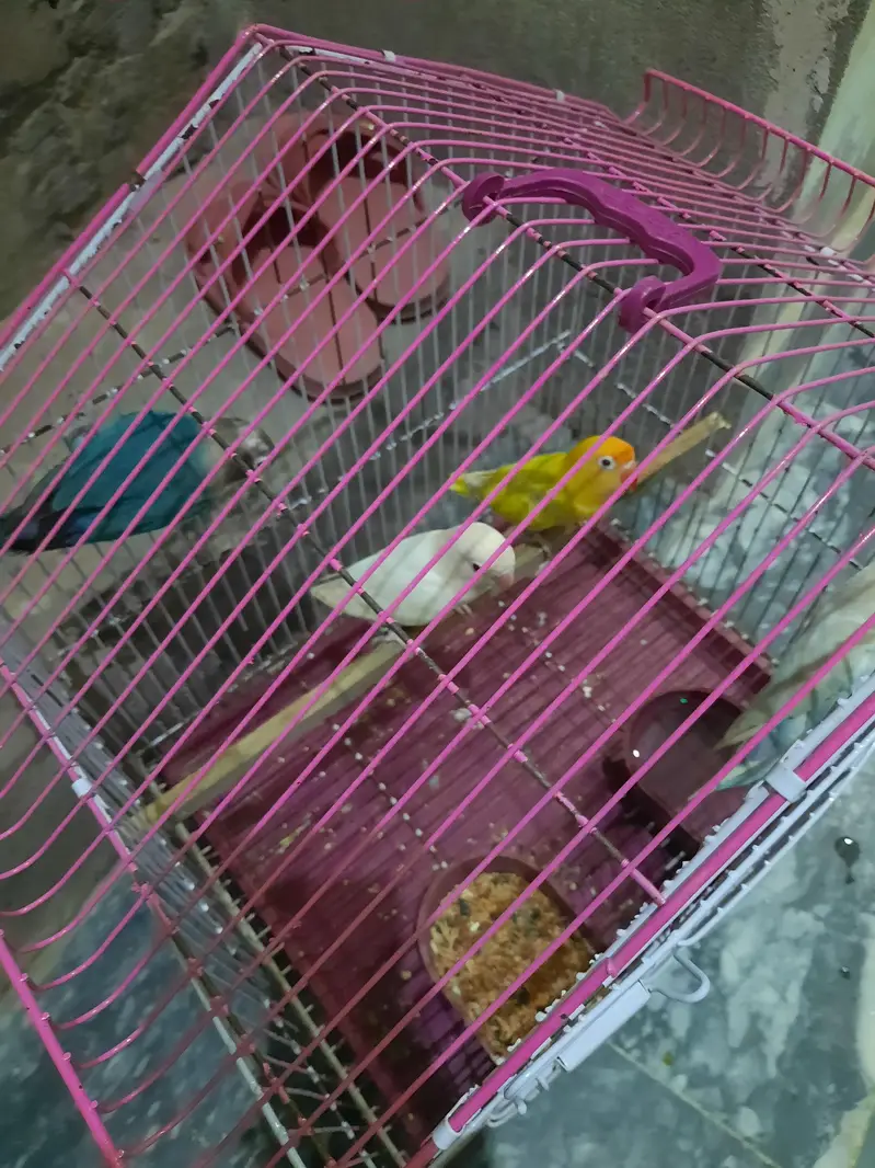 2 pair love bird for sale — photo 5