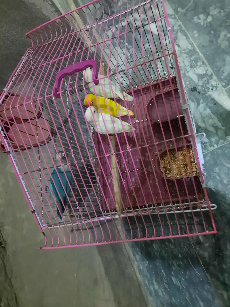 2 pair love bird for sale — photo 6