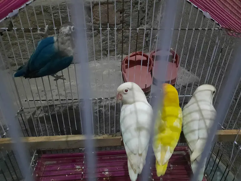 2 pair love bird for sale — photo 8