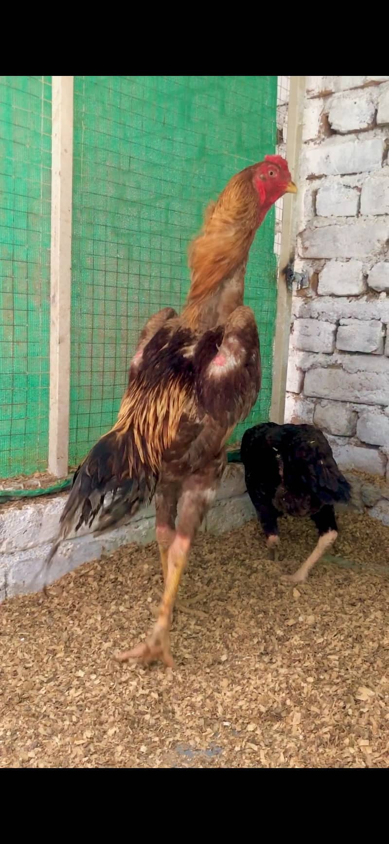 shamo pair 1