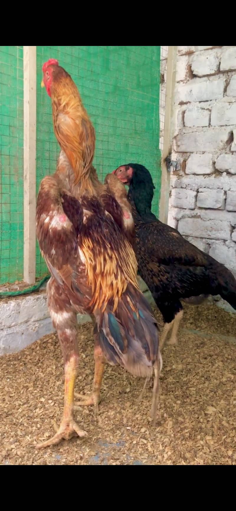 shamo pair 2