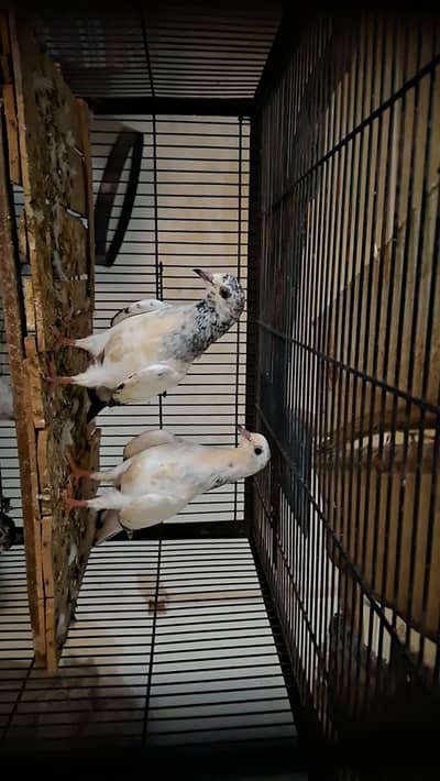 Teddy, golden and sialkoti pure Baby pigeon