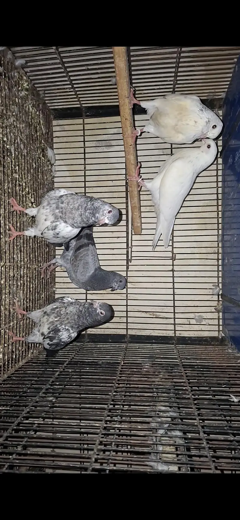Teddy, golden and sialkoti pure Baby pigeon — photo 2