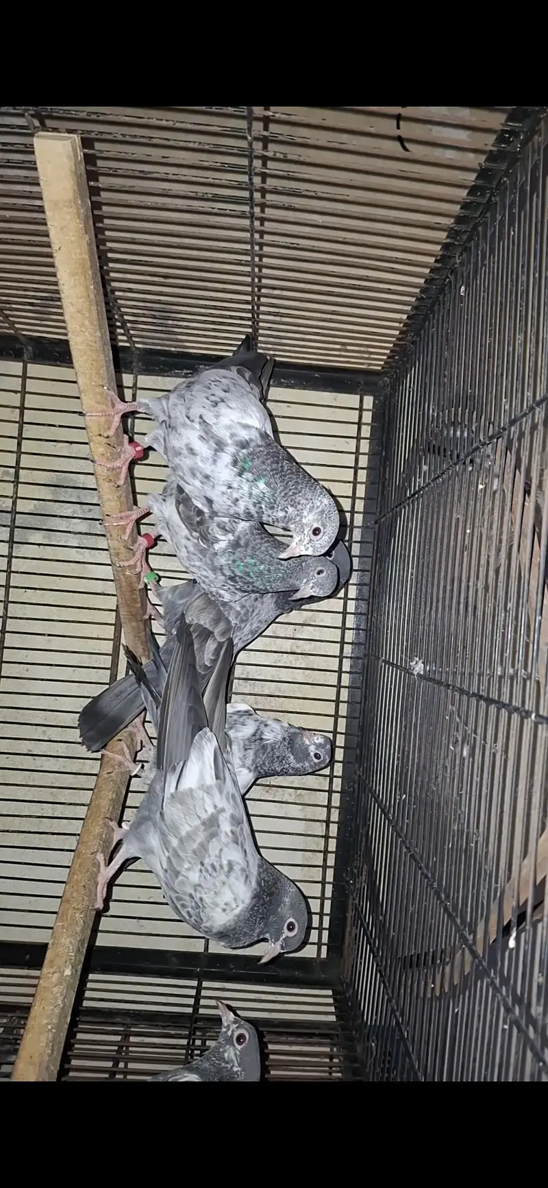 Teddy, golden and sialkoti pure Baby pigeon — photo 3
