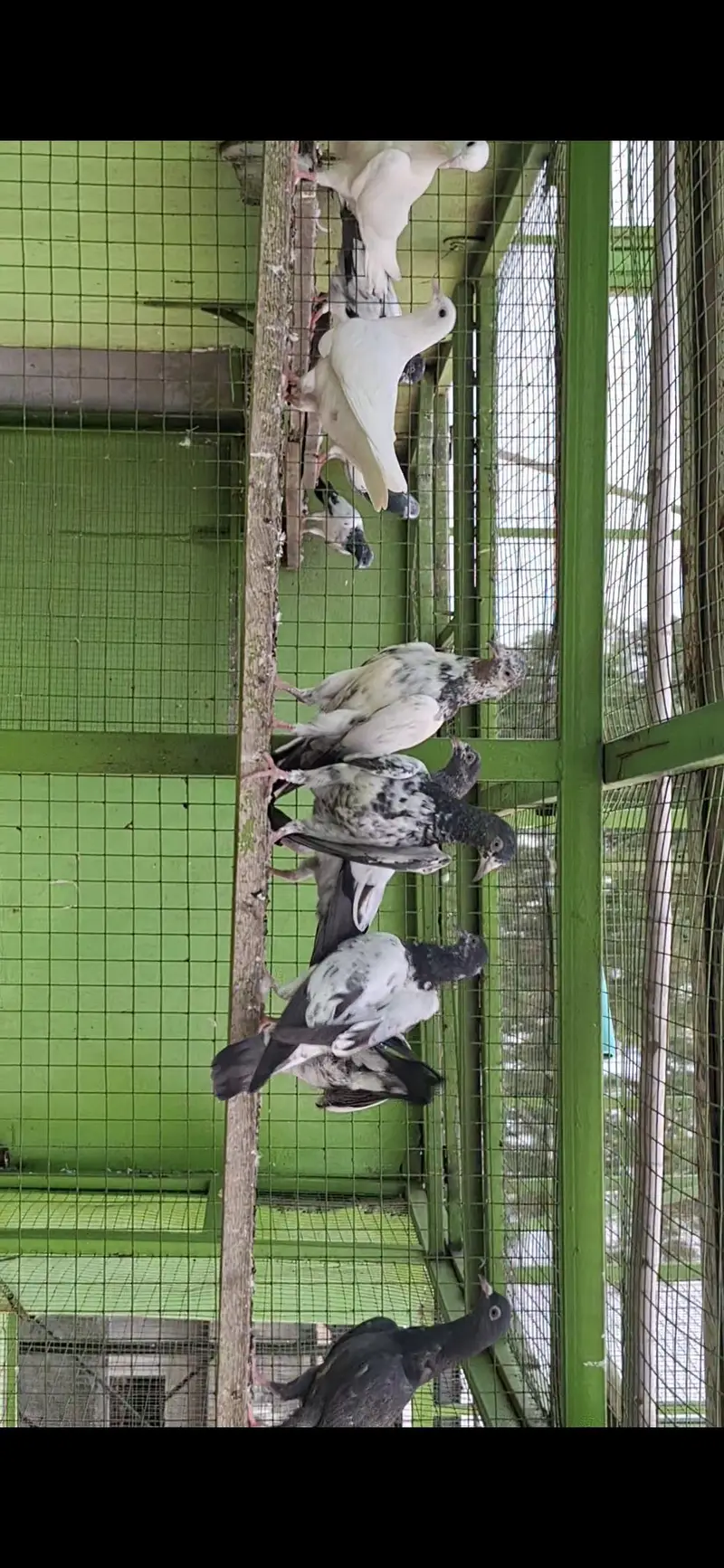 Teddy, golden and sialkoti pure Baby pigeon — photo 4
