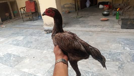 Burmi Hint Female