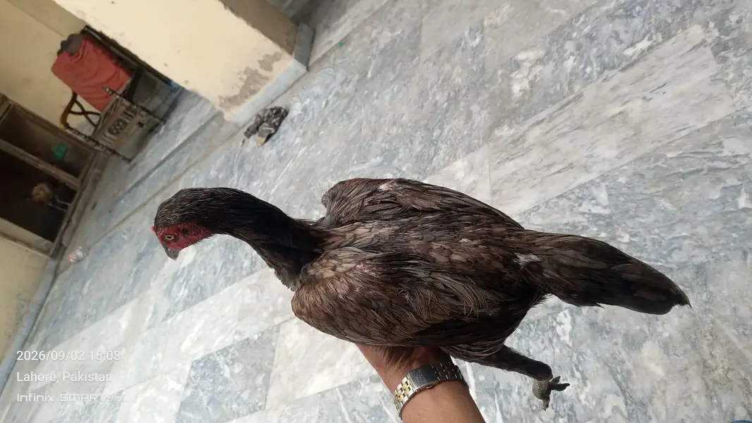 Burmi Hint Female — photo 3