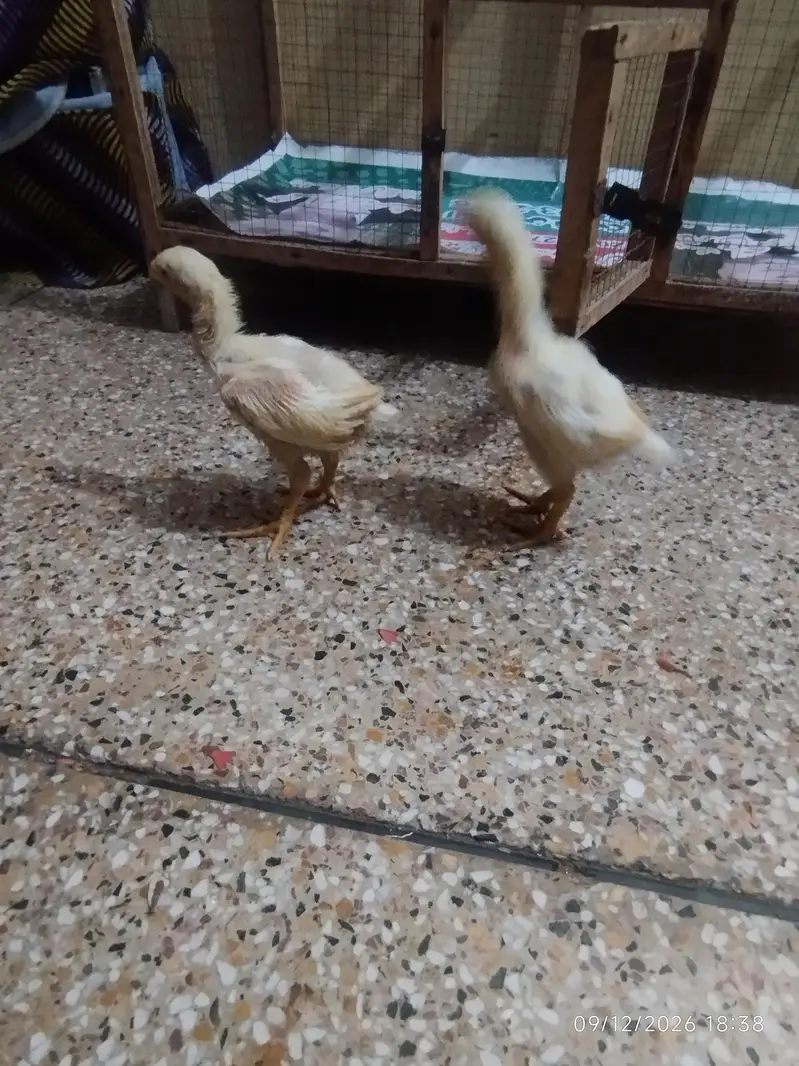 white shamo pair — photo 2