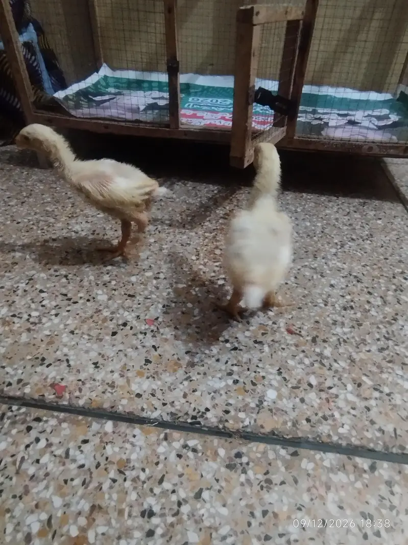 white shamo pair — photo 3