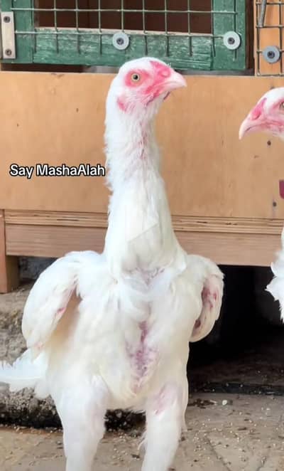 Heera aseel for sale female