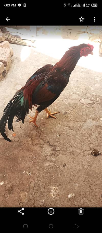 Aseel Murga for sell
