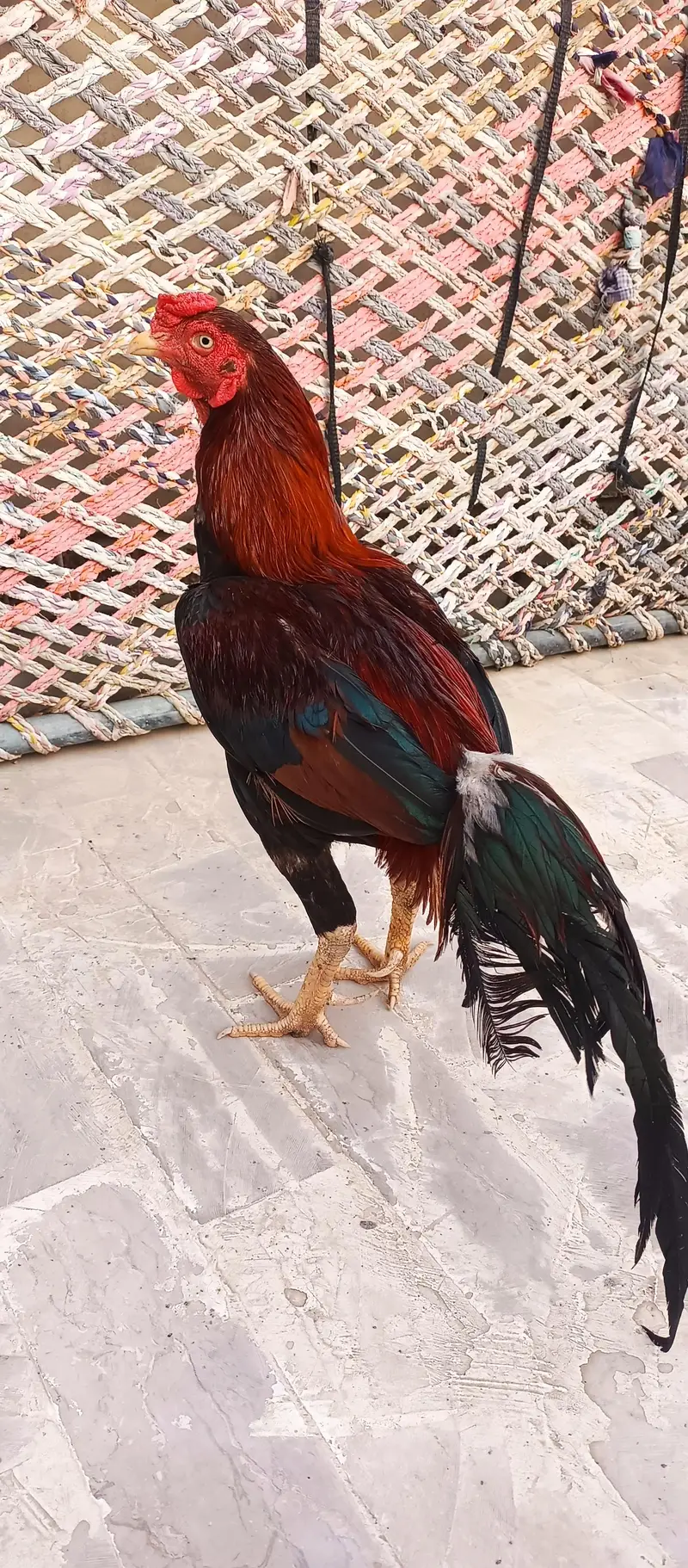 Aseel Murga for sell — photo 2