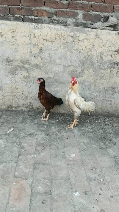 male and female