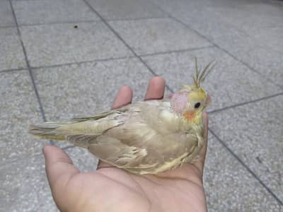 very rare mutation fawn cocktail chick's available