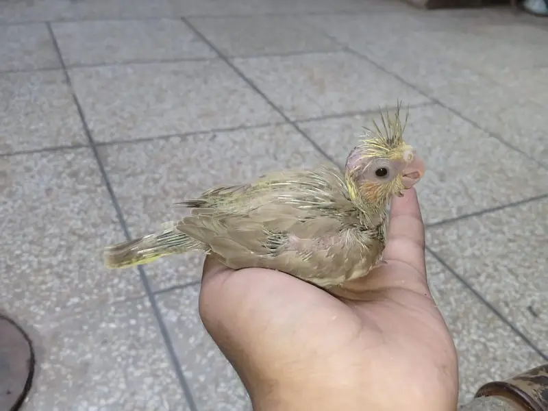 very rare mutation fawn cocktail chick's available — photo 2