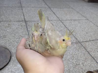 very rare mutation fawn cocktail chick's available