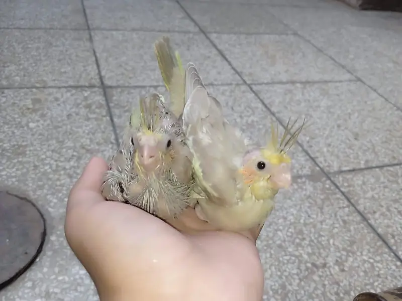 very rare mutation fawn cocktail chick's available — photo 3