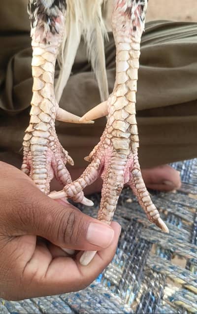 Aseel miyanwali cheena murgha